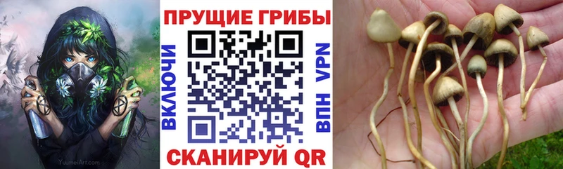 закладки  Удачный  Галлюциногенные грибы Cubensis 